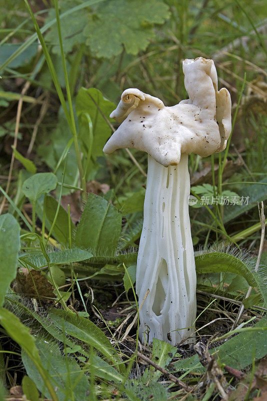 白马鞍菇(Helvella crispa)